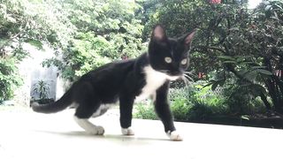 the behavior of three cute kittens that make it exhilarating to see it