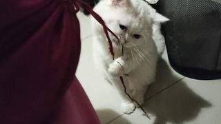 Persian Cat Cutting my pillow lace