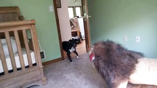 Brave English bulldog Sir Wellington fights lion. Super funny!