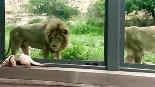 Hogan took an adventure to meet the lions!