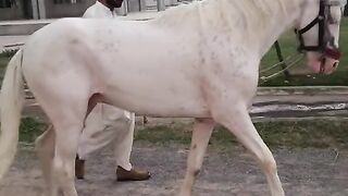 Horse lover 4
