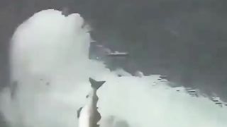 Dolphin fun