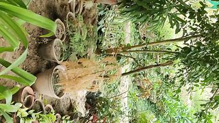garden visit