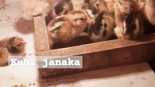 Village chickens have all hatched