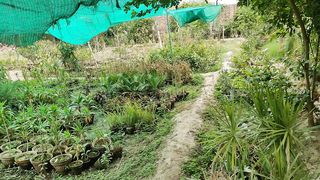 garden 2