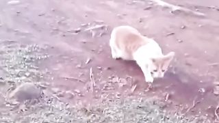 very best funny animal video 2023
