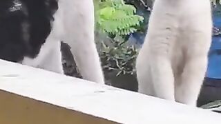 Cats have a terrible way of starting fights.
