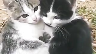 Cats huddled together