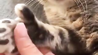 Cats that don't want their paw pads touched