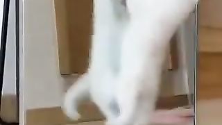 Cat surprised at its reflection in the mirror