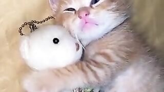 Kitten sleeping with stuffed animal