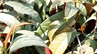 Nature and Stress Relief | Soothing View | Peaceful Environment | #shorts#nature