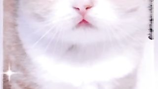 Funny cat 183