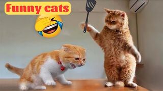 LAUGH Non-Stop With These Funny Cats  - Funniest Cats Expression Video