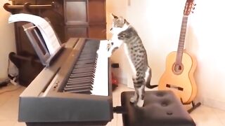 New funny video Cat