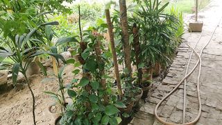 my garden 2
