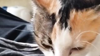 funny cat :)