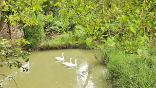 my ducks