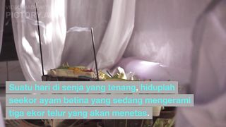 DONGENG MUSANG DAN ANAK AYAM