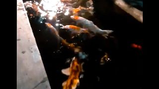 Kegiatan malam koi hias