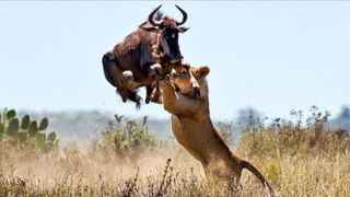 Brave Gemsbok take down lions with their horn