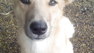 My Dog