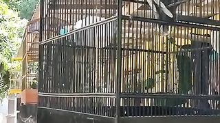 The Birds
