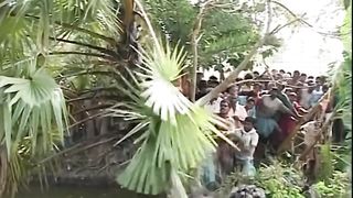 Tiger on the Tree in