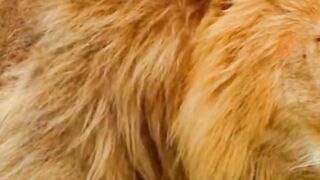 animals amaizing video