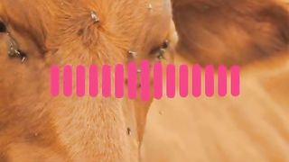 animals surprised video
