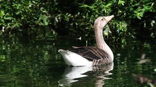A Serene Journey of a Water Duck
