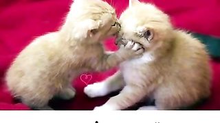 Cat vedio 2