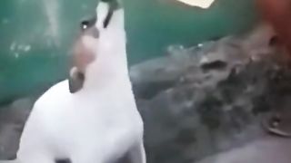 Funny dog video 5
