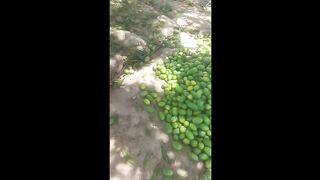Mangos banifits,side efect,mangoes to eating devendra kumar #mangoes