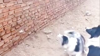 DOG AND CAT FIGHT.