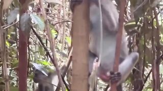 Cute Monkey 2