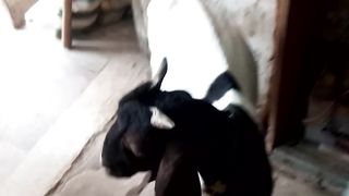 Bakra.sell.5.month.avileble