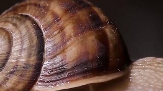 animal facts 2