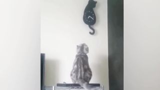 funny cat videos / Animal Videos