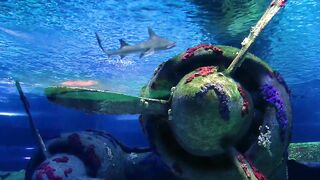 Sharks swimming near a sunken plane