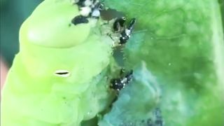 The Carnivorous Caterpillar