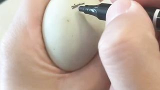 Call duck lays eggs