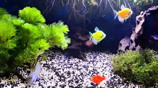 aquascape