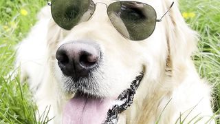 One cool dog ????