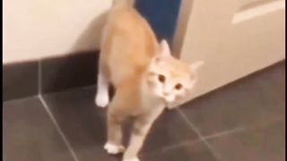 angry cat 2