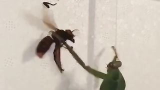 Mante religieuse vs frelon
