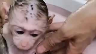 Cute monkey 3