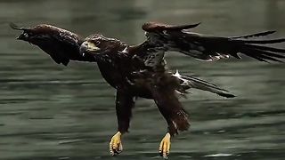 Shaheen ki parwaz