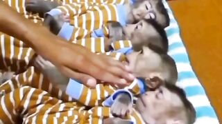 five cute pet monkeys