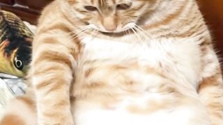 cute and fat cat????????